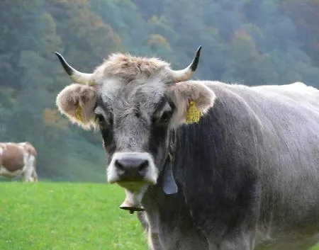 Alpenkette * Garmisch-Partenkirchen